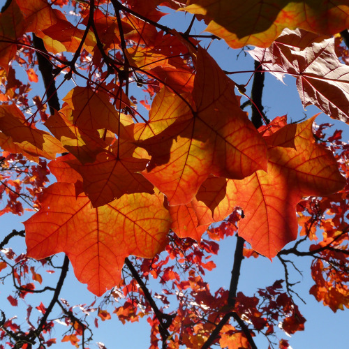 Herbstfest in der Mönchmühle