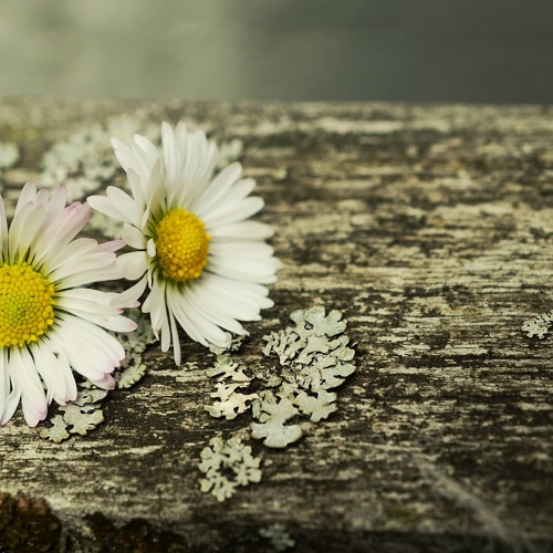 Vernissage und Saisoner&ouml;ffnung des Caf&eacute;s